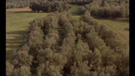 Through the Olive Trees (Abbas Kiarostami, 1994)